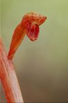 Corallorhiza bentleyi Freudenstein