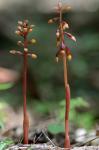 Corallorhiza bentleyi Freudenstein