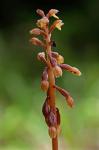 Corallorhiza bentleyi Freudenstein