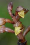 Corallorhiza bentleyi Freudenstein