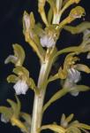 Corallorhiza maculata (Raf.) Raf. var. occidentalis (Lindley) Ames
