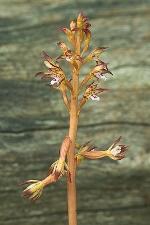 Corallorhiza maculata (Raf.) Raf. var. maculata