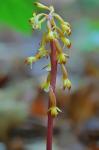Corallorhiza maculata (Raf.) Raf. var. maculata