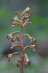 Corallorhiza maculata (Raf.) Raf. var. maculata