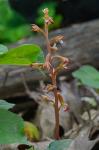 Corallorhiza maculata (Raf.) Raf. var. maculata