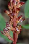 Corallorhiza maculata (Raf.) Raf. var. maculata