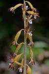 Corallorhiza maculata (Raf.) Raf. var. maculata