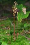 Corallorhiza odontorhiza (Willd.) Nuttall