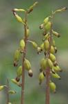 Corallorhiza odontorhiza (Willd.) Nuttall