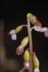 Corallorhiza odontorhiza (Willd.) Nuttall
