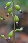 Corallorhiza odontorhiza (Willd.) Nuttall