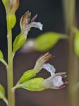 Corallorhiza odontorhiza (Willd.) Nuttall