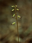 Corallorhiza odontorhiza (Willd.) Nuttall