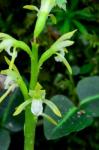 Corallorhiza trifida Châtelain
