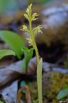 Corallorhiza trifida Châtelain