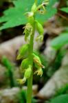 Corallorhiza trifida Châtelain