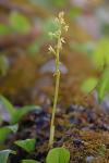 Corallorhiza trifida Châtelain