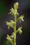 Corallorhiza trifida Châtelain