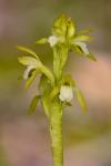 Corallorhiza trifida Châtelain