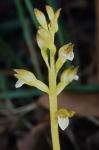 Corallorhiza wisteriana Conrad