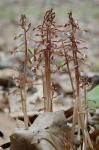 Corallorhiza wisteriana Conrad
