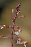 Corallorhiza wisteriana Conrad
