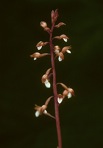 Corallorhiza wisteriana Conrad