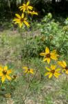 Coreopsis ×delphiniifolia Lam.