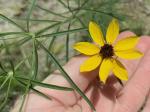 Coreopsis ×delphiniifolia Lam.