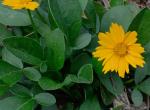 Coreopsis auriculata L.