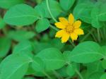 Coreopsis auriculata L.