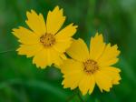Coreopsis auriculata L.