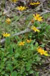Coreopsis auriculata L.