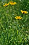 Coreopsis lanceolata L.