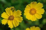 Coreopsis lanceolata L.