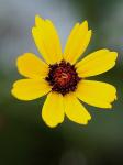 Coreopsis linifolia Nutt.