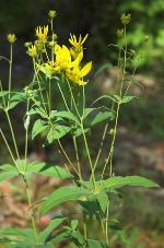 Coreopsis major Walt.