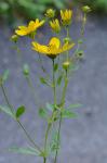 Coreopsis major Walt.