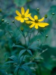 Coreopsis major Walt.
