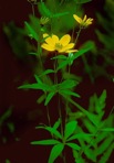 Coreopsis major Walt.