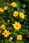 Coreopsis pubescens Ell.
