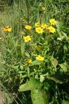 Coreopsis pubescens Ell.