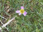 Coreopsis rosea Nuttall