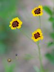 Coreopsis tinctoria Nutt. var. tinctoria