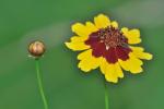 Coreopsis tinctoria Nutt. var. tinctoria
