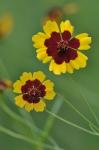 Coreopsis tinctoria Nutt. var. tinctoria