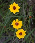 Coreopsis tinctoria Nutt. var. tinctoria