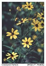 Coreopsis tripteris L.