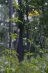 Coreopsis tripteris L.