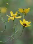Coreopsis tripteris L.